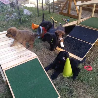 Bild aus Wäller von der Löwenstadt in Baden-Württemberg, wo unsere Wäller-Hunde in einer liebevollen Umgebung aufwachsen.