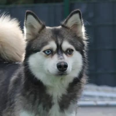 Foto von Kiwi, einem Pomsky-Elternhund in Rheinland-Pfalz.