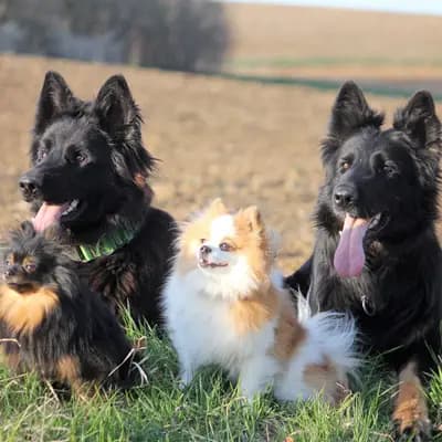 Kleinspitze v. d  Schüpfer Zwergen und Langhaar Schäferhunde von den Schüpfer Hexen