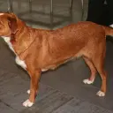 Österreichischer Pinscher