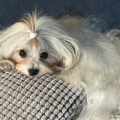 Galerie-Bild von Maltiboo vom Niederrhein  in Nordrhein-Westfalen, mit Eindrücken unserer Maltipoo-Zucht.