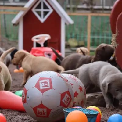 Bild aus Labradorzucht von der alten Oberförsterei in Thüringen, wo unsere Labrador Retriever-Hunde in einer liebevollen Umgebung aufwachsen.