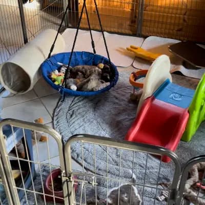 Bild aus Ehrenbürg-Zwerge (American Schnauzer) in Bayern, wo unsere Zwergschnauzer-Hunde in einer liebevollen Umgebung aufwachsen.