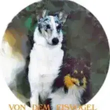 von dem Eisvogel cover