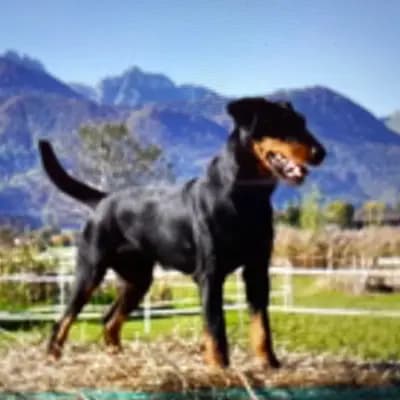 Galerie-Bild von Hundezucht vom Heinzelhof  in Bayern, mit Eindrücken unserer Deutscher Jagdterrier-Zucht.