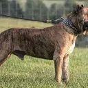 Dogo Canario