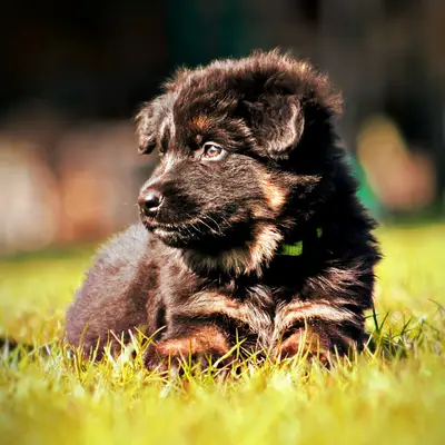 Galerie-Bild von Altdeutsche Schäferhunde vom Kreuzkamp  in Schleswig-Holstein, mit Eindrücken unserer Altdeutscher Schäferhund-Zucht.