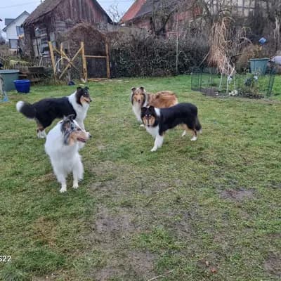 Foto von DELENY, einem Amerikanischer Collie-Elternhund in Baden-Württemberg.