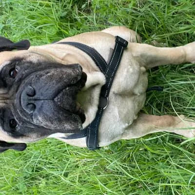Foto von Emily, einem Bullmastiff-Elternhund in Hessen.