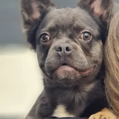 Galerie-Bild von Bully-Traum  in Brandenburg, mit Eindrücken unserer Französische Bulldogge-Zucht.