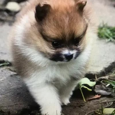 Galerie-Bild von Kleinspitze v. d  Schüpfer Zwergen und Langhaar Schäferhunde von den Schüpfer Hexen in Baden-Württemberg, mit Eindrücken unserer Kleinspitz-Zucht.