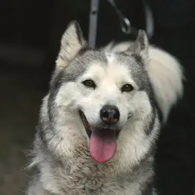 Enya