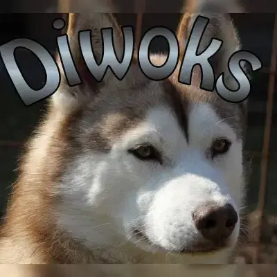 Diwoks cover