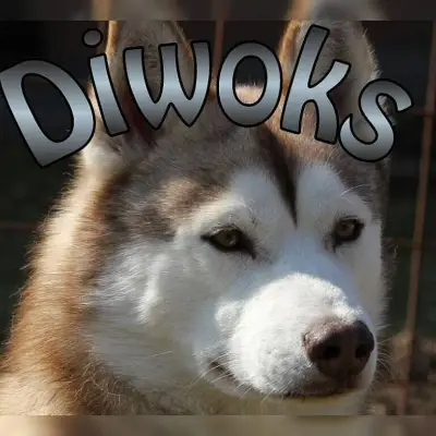 Diwoks cover