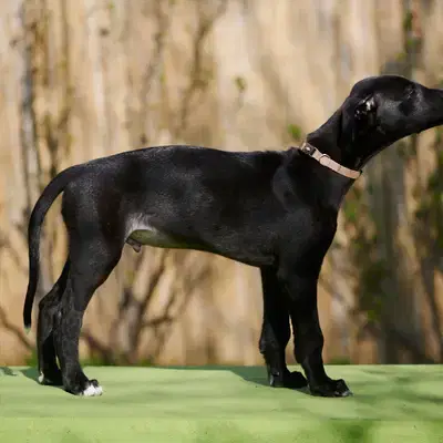 Delandro - Galgo Espanol Welpe in Niedersachsen