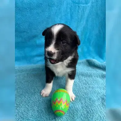 Australien Shepherd Welpen - Australian Shepherd Welpe in Hessen