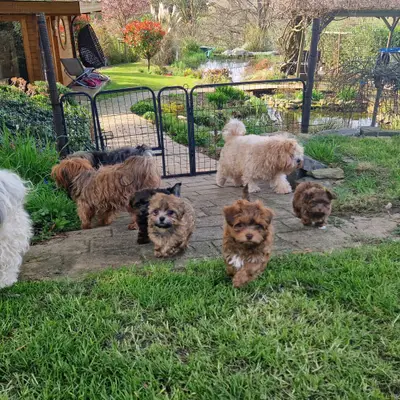 Bild aus Von der Villa Waldorf in Nordrhein-Westfalen, wo unsere Bolonka Zwetna (Nationale Rasse)-Hunde in einer liebevollen Umgebung aufwachsen.