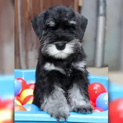 von der Burgrabis cover