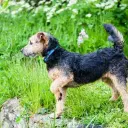 Lakeland Terrier