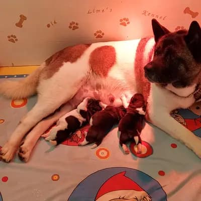 Bild aus Old Lime's Kennel  in Thüringen, wo unsere Manchester Terrier-Hunde in einer liebevollen Umgebung aufwachsen.