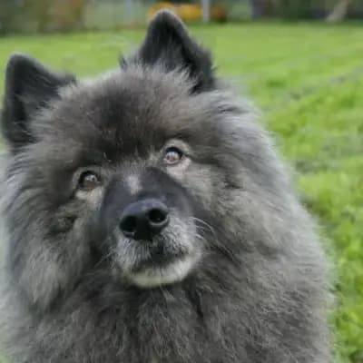 Fido