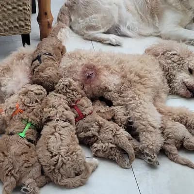 Bild aus von Quellental  in Schleswig-Holstein, wo unsere Großpudel (Königspudel)-Hunde in einer liebevollen Umgebung aufwachsen.