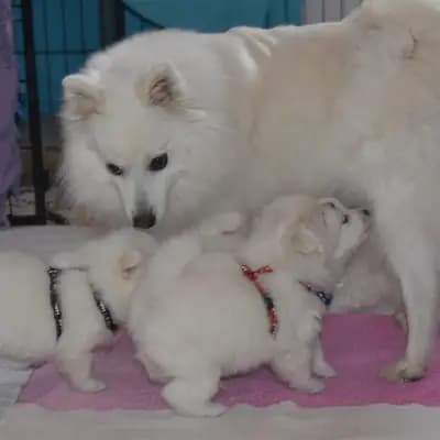 Bild aus Japanspitze von der Haager Schlossturmspitze in Bayern, wo unsere Japan Spitz-Hunde in einer liebevollen Umgebung aufwachsen.