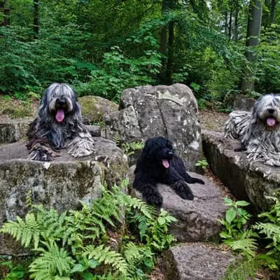 Galerie-Bild von von den Keksdieben in Baden-Württemberg, mit Eindrücken unserer Bergamasker Hirtenhund-Zucht.