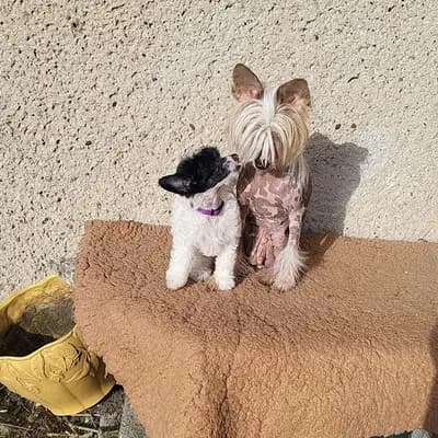 Bild aus Luch's Black Guardian  in Brandenburg, wo unsere Russischer Schwarzer Terrier-Hunde in einer liebevollen Umgebung aufwachsen.