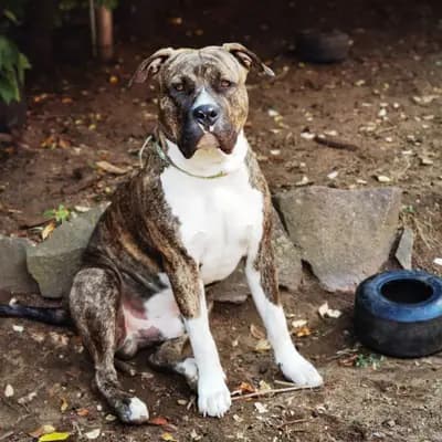 Galerie-Bild von Burnhardt's American XXl Bully in Saarland, mit Eindrücken unserer American Bully-Zucht.