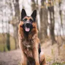 Deutscher Schäferhund