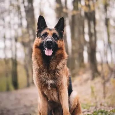 Duitse herdershond breed