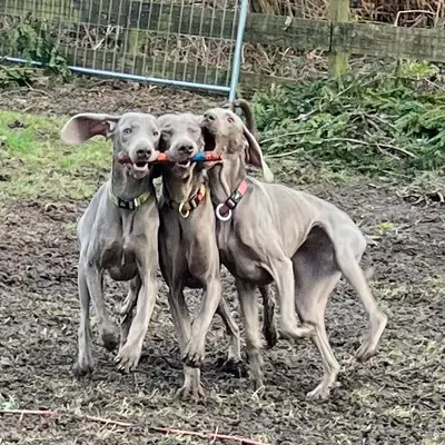 Galerie-Bild von Nobis Krug  in Nordrhein-Westfalen, mit Eindrücken unserer Weimaraner-Zucht.