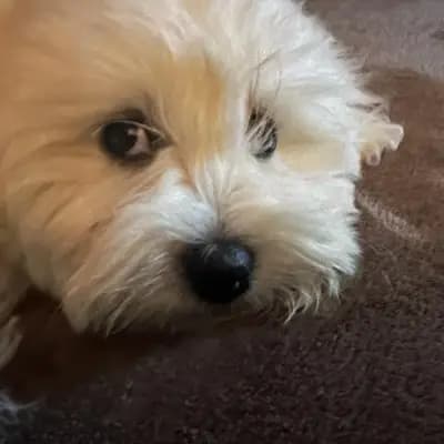 Galerie-Bild von from CotonOfHappyness  in Nordrhein-Westfalen, mit Eindrücken unserer Coton de Tulear-Zucht.