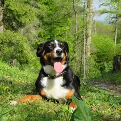 Galerie-Bild von Appenzeller Sennenhunde vom Altmarkhof in Sachsen-Anhalt, mit Eindrücken unserer Appenzeller Sennenhund-Zucht.