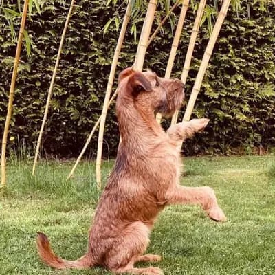 Foto von CATCH-ME-BANDITS Amber, einem Irish Terrier-Elternhund in Schleswig-Holstein.