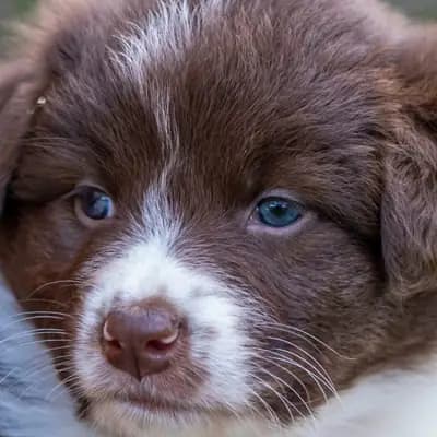 Mädl – Australian Shepherd Welpe, Bayern, Vychovával Aussies of Georgmountain