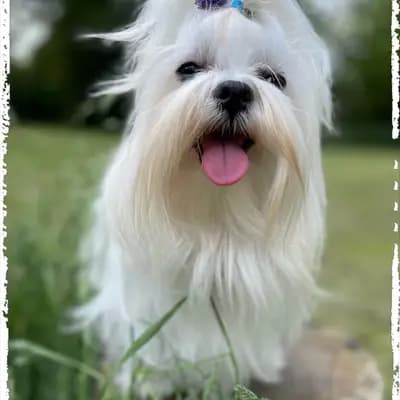 Galerie-Bild von Maltiboo vom Niederrhein  in Nordrhein-Westfalen, mit Eindrücken unserer Maltipoo-Zucht.