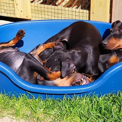 Bild aus Old Lime's Kennel  in Thüringen, wo unsere Manchester Terrier-Hunde in einer liebevollen Umgebung aufwachsen.
