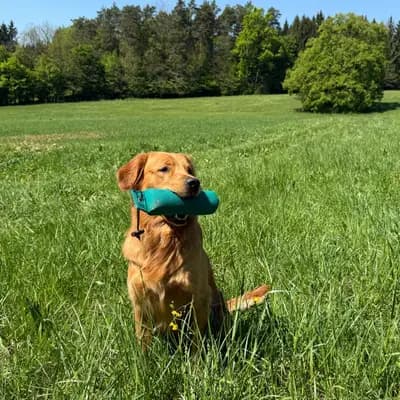R-Wurf – Golden Retriever Wurf, Steiermark, تمت تربيته بواسطة Golden Mountain Spring`s