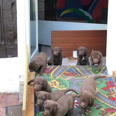 Galerie-Bild von Witchess - Chesapeake Bay Retriever Zucht in Hessen, mit Eindrücken unserer Chesapeake Bay Retriever-Zucht.