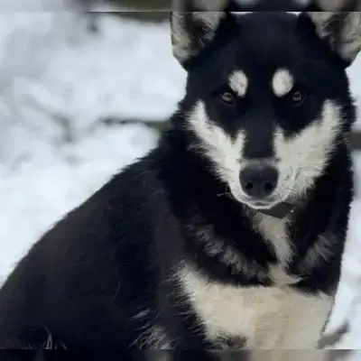 Arja