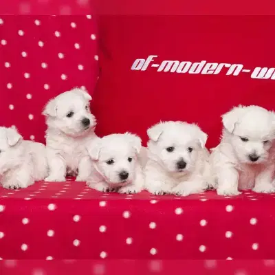 of modern White cover