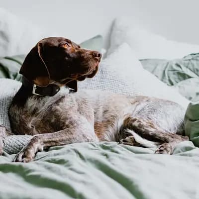 Duitse Staande Korthaar breed