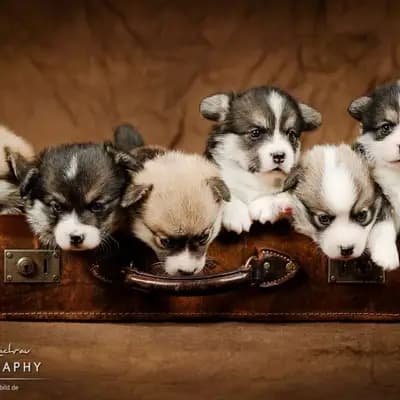 Galerie-Bild von Kennel Von Pfotenstolz in Schleswig-Holstein, mit Eindrücken unserer Welsh Corgi Pembroke-Zucht.