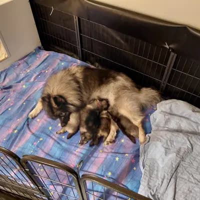 Bild aus Wolfsspitze vom Wattenlöper  in Niedersachsen, wo unsere Wolfsspitz-Hunde in einer liebevollen Umgebung aufwachsen.