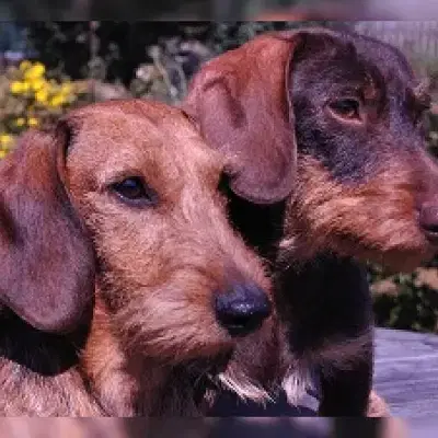 vom Soester Sandwall cover