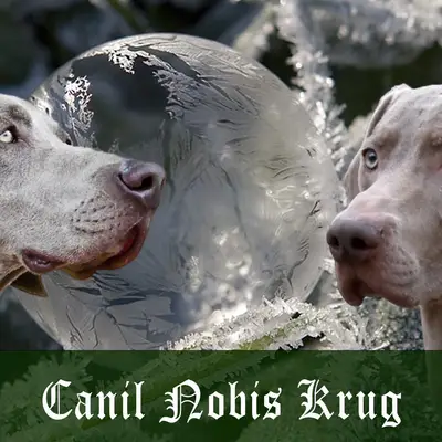 Galerie-Bild von Nobis Krug  in Nordrhein-Westfalen, mit Eindrücken unserer Weimaraner-Zucht.