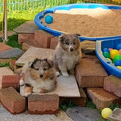Bild aus Shelties von Little Insa  in Brandenburg, wo unsere Shetland Sheepdog-Hunde in einer liebevollen Umgebung aufwachsen.