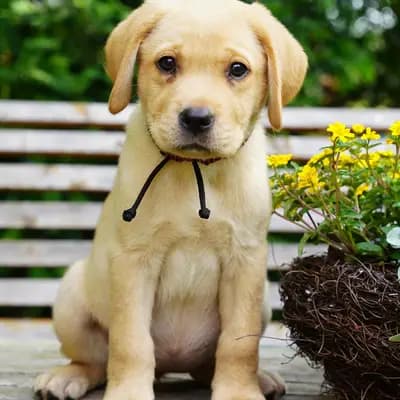 Flo - Labrador Retriever Welpe in Niedersachsen